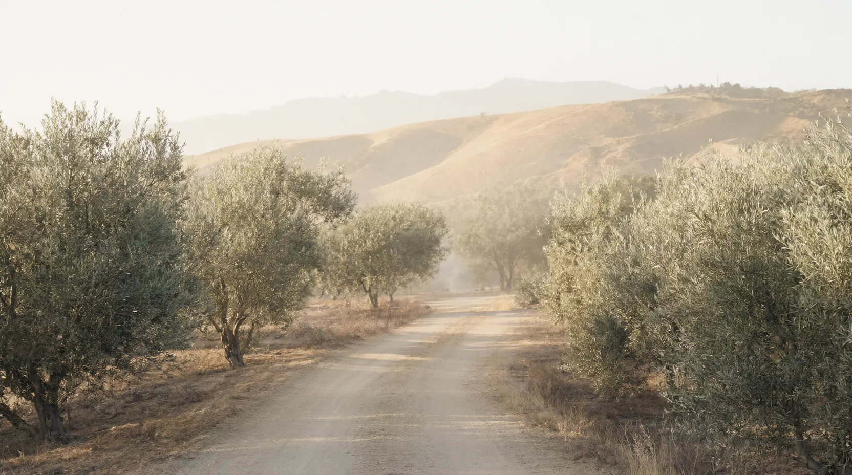 A winding path through an olive grove in soft golden morning light.